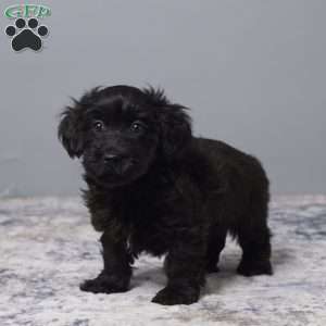 Ricky, Havapoo Puppy